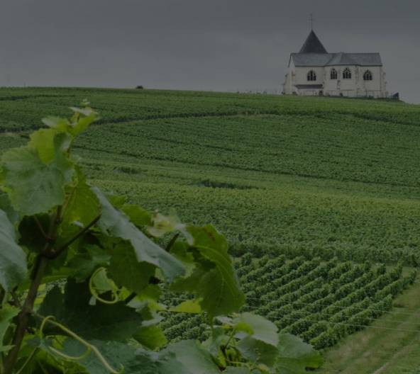 Den Weinberg erkunden