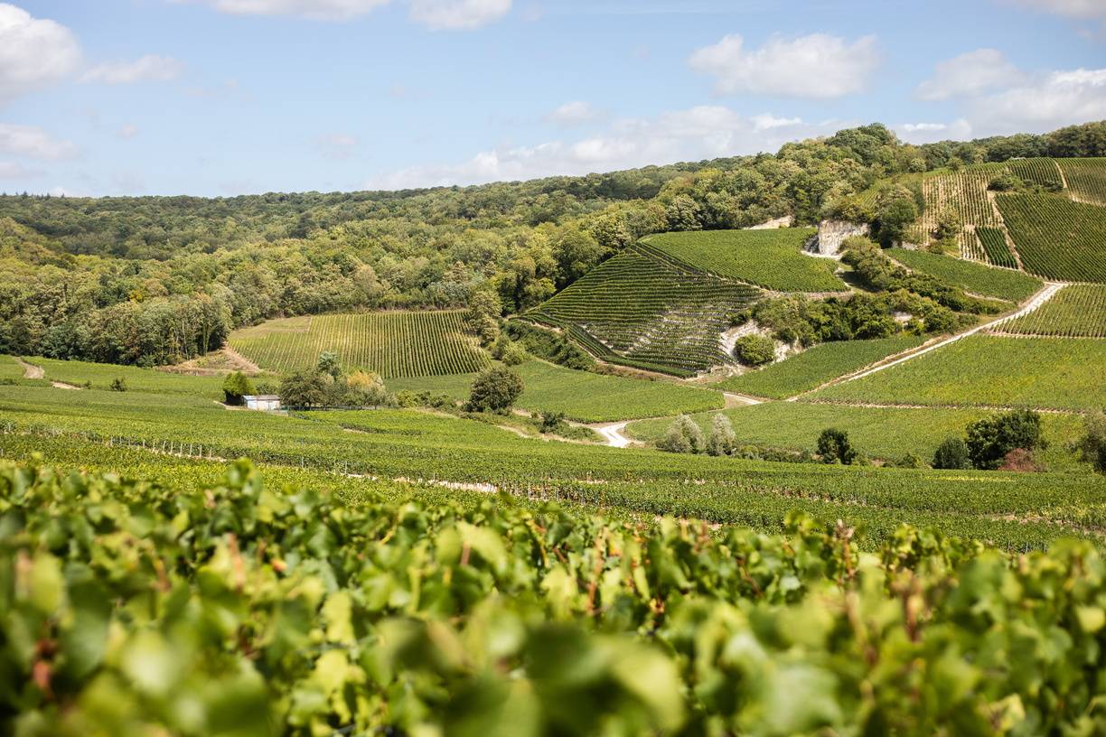 Vignes Champagne