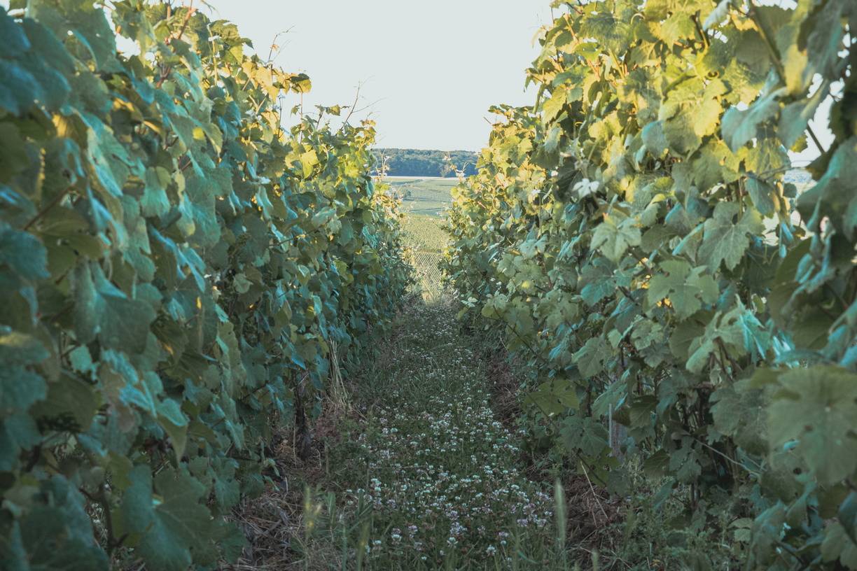 Vignoble Champagne