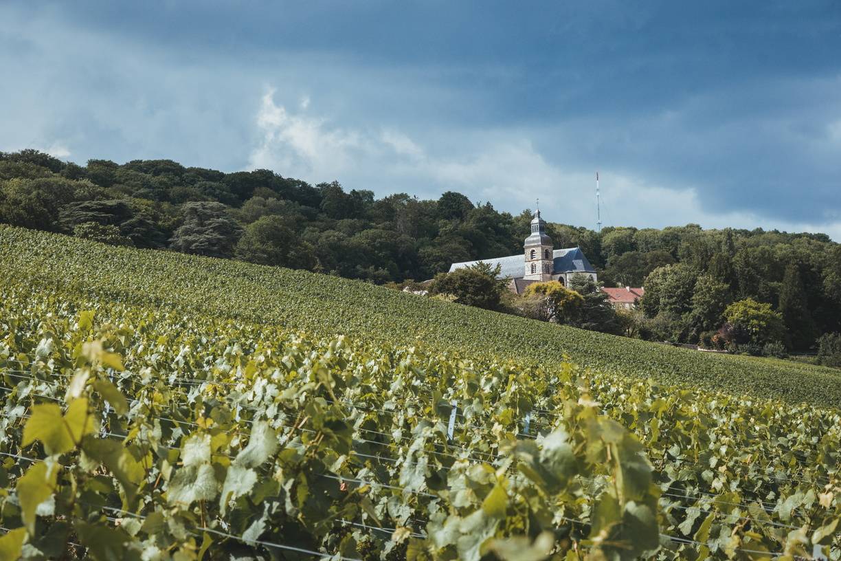 La vigne Champagne
