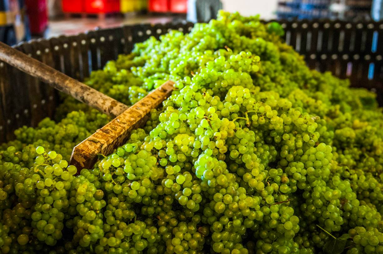 Vendanges Champagne
