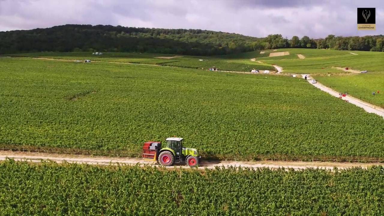 Vendanges Champagne