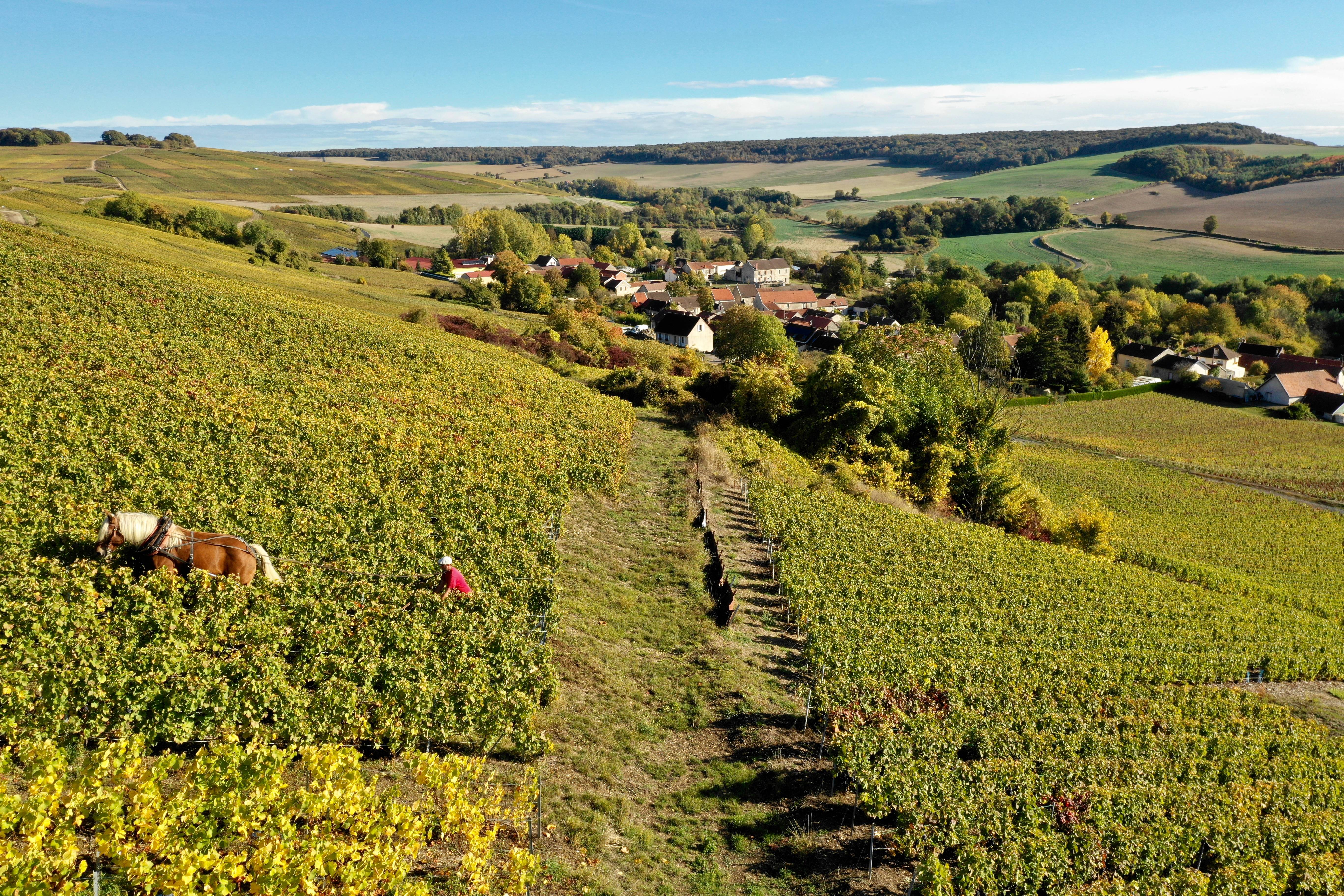 Champagne Topographic Map