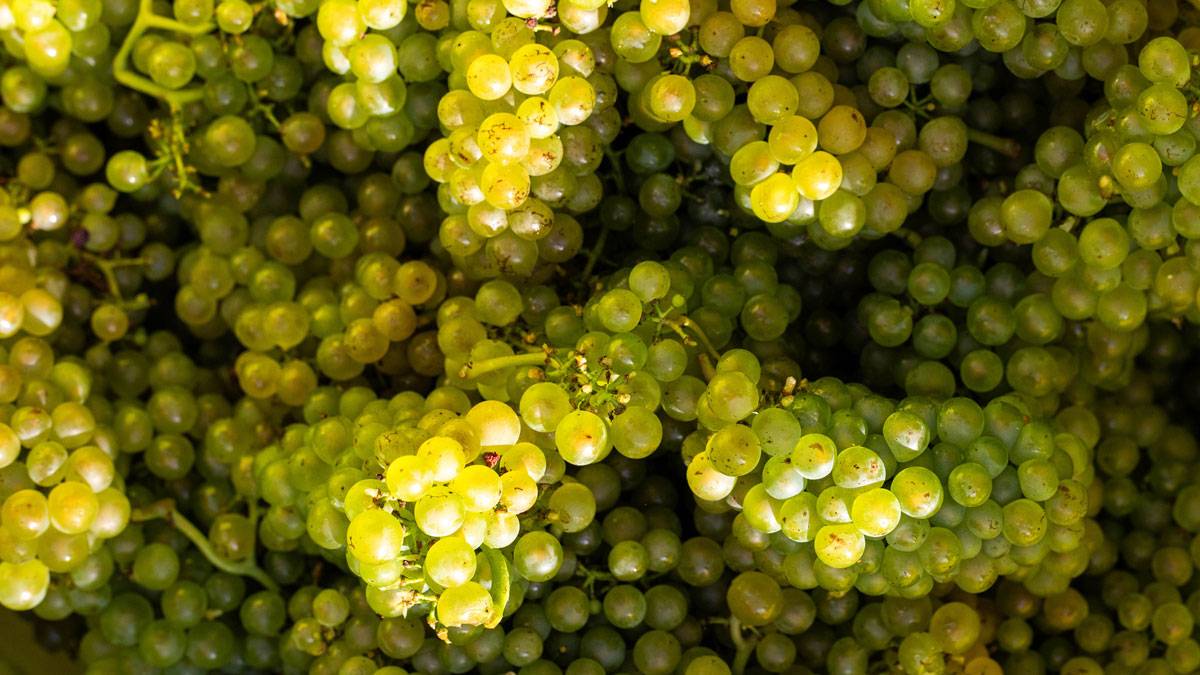 Vendanges Champagne