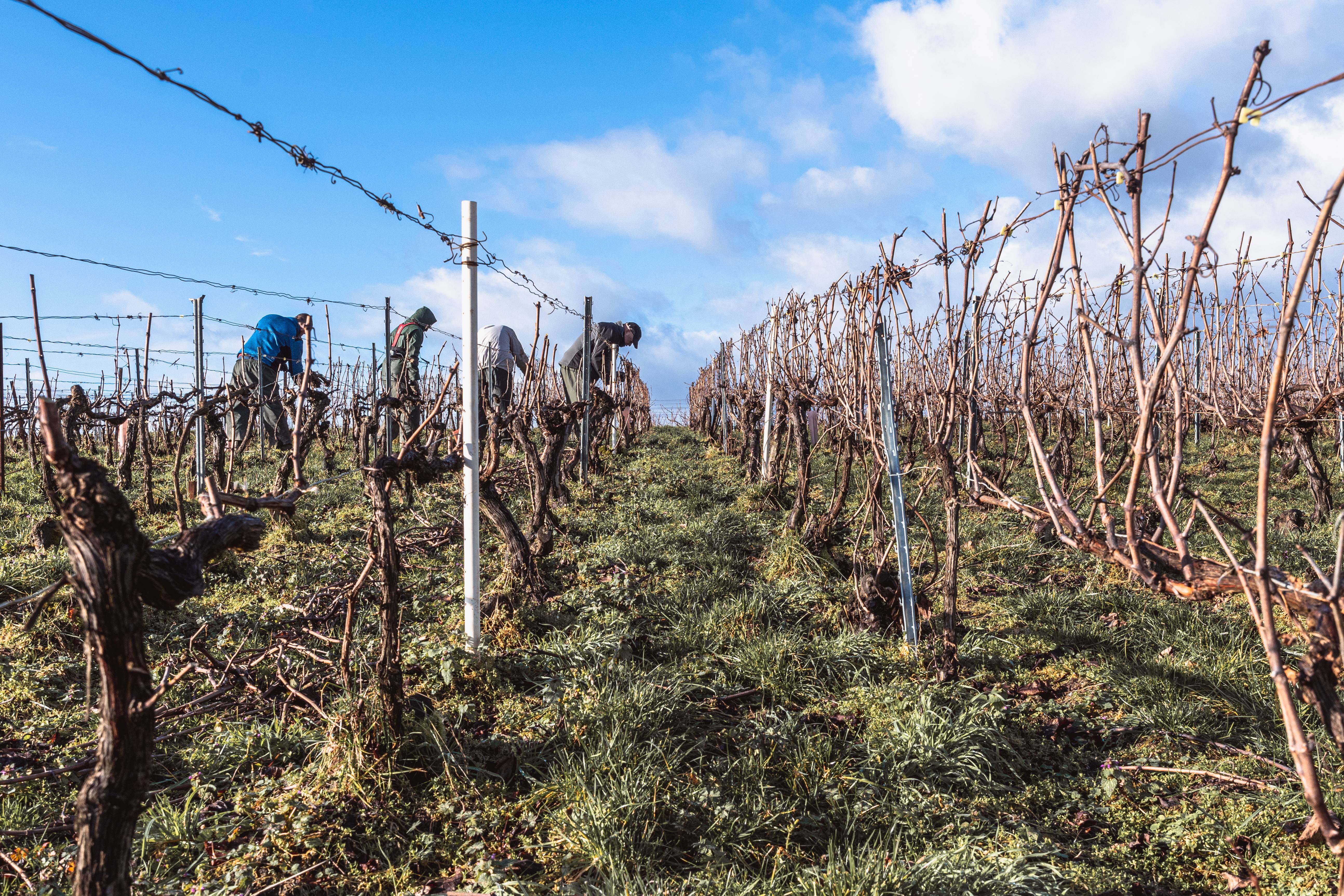 Couvert Vigne