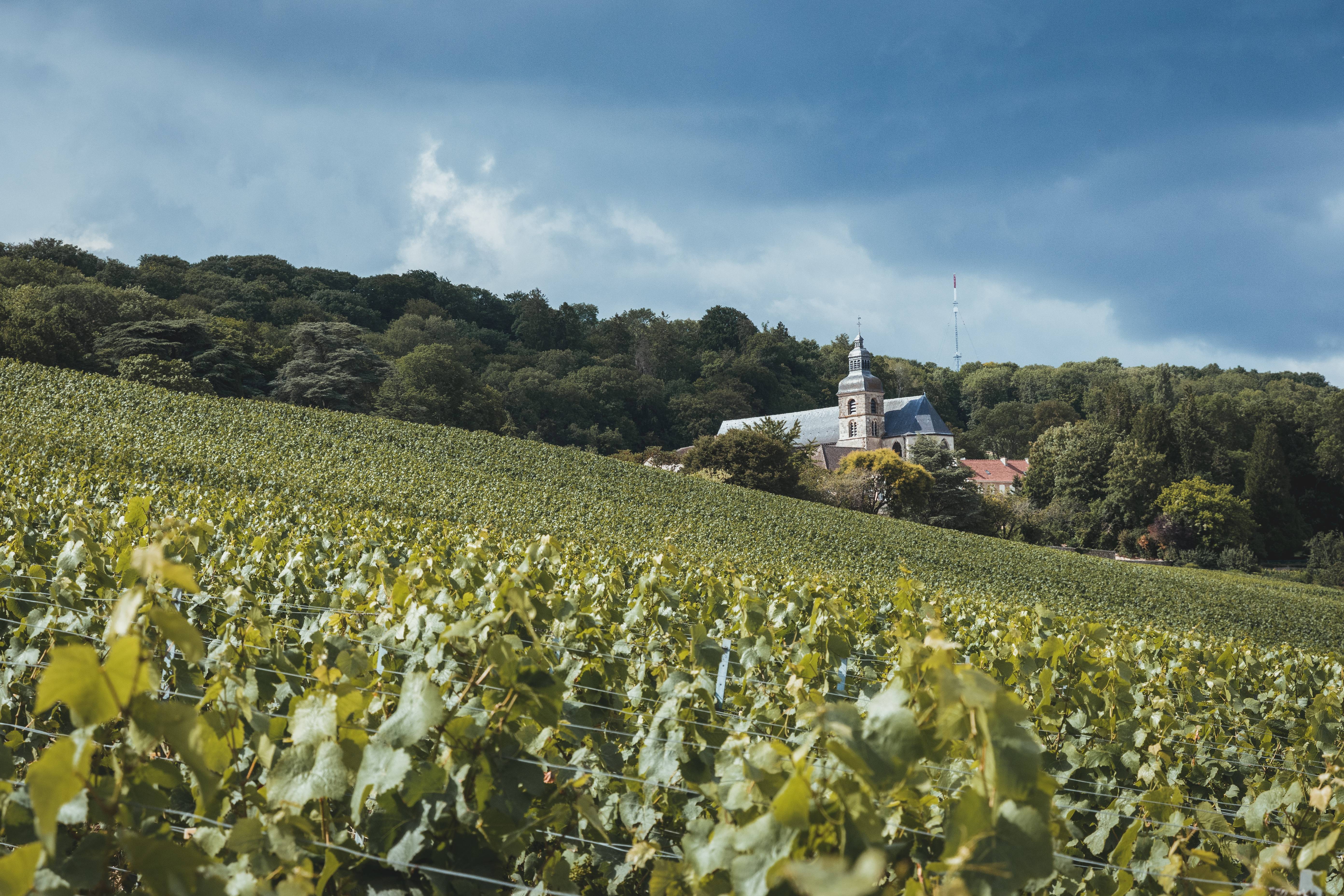 Vignoble Champagne